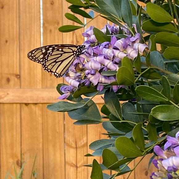 Meet your Posher, Santa - Picture 2 of 2